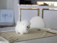 Imelised valged pomeranlase kutsikad