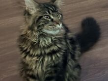 Maine Coon kassipoeg