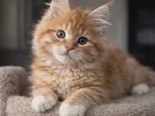 Isane Maine Coon, TICA registreeritud, aktiivne.