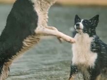 Border Collie kutsikad