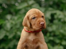 Vizsla / Ungari lühikarvalise linnukoera kutsikad