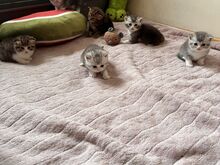 Scottish Fold/Straight kassipojad