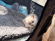 Imeilus Gccf ragdoll kassipoeg