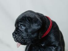 4- kuused Cane Corso kutsikad