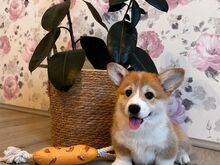Welsh corgi pembroke kutsikad