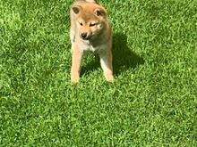 Shiba Inu
