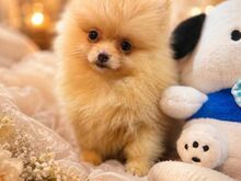POMERANIA KÄÄBUSSPITSI KUTSIKAD )))