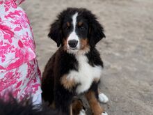 Berni alpi karjakoera kutsikad