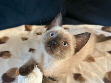 Сиамские котята