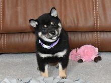 Jaapani shiba inu