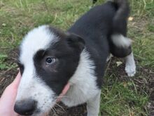 Huski-laika laadsed segaverelised kutsikad