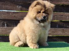 Chow chow kutsikad