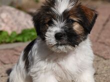 Jack Russell