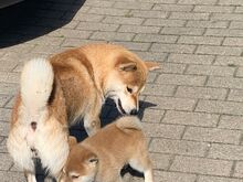 Shiba Inu