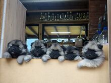 Keeshond