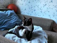 Kassitüdruk Miu