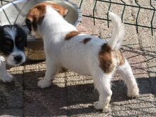 Jack Russelli terjeri kutsikas