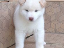 Jaapani shiba inu