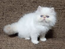 Персидские котята