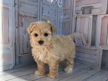 Toy poodle