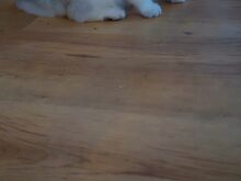 Super ilus scottish fold, hõbešinšilla