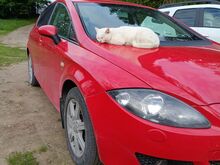 Seat Leon TDI