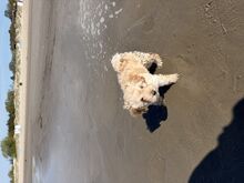 Maltipoo kutsikas