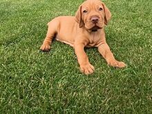 ungari vizsla