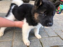Akita kutsikad