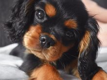 Cavalier King Charlesi spanjeli kutsikad