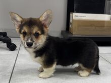 Welsh Corgi Pembroke