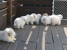 Pomeranian puppies are available