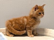 Maine Coon'i kassipojad