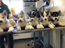 Siberi husky kutsikad