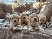 Cockapoo kutsikad.