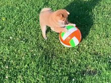 Shiba inu