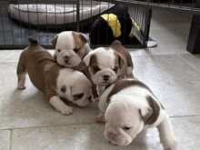 INGLISE BULLDOG