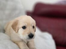 Golden Retriever Puppies Available