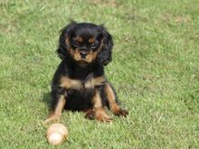 Cavalier King Charles kutsikad