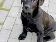 Labradori retriiveri kutsikad