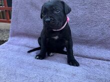 KIIRE!! Cane Corso tšempioni puhtatõulised kutsika
