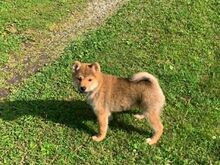 Shiba inu