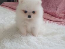 Imelised valged pomeranlase kutsikad
