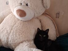Котёнок Тыммик