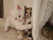 Красивые котята