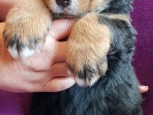 Berni alpi karjakoera kutsikad