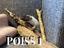 Rotipojad