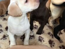 Labradori retriiveri kutsikad