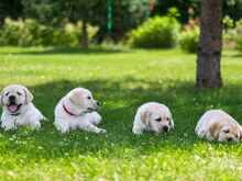 Labradori retriiveri kutsikad