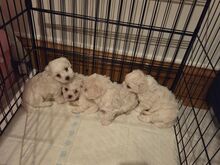 Bichon Frise